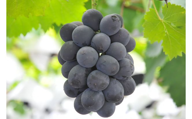 SANUKIFROZEN ピオーネ 60g×8袋 372013_KF016