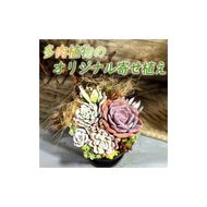 【佳花園】多肉植物のオリジナル寄せ植え［156K04］