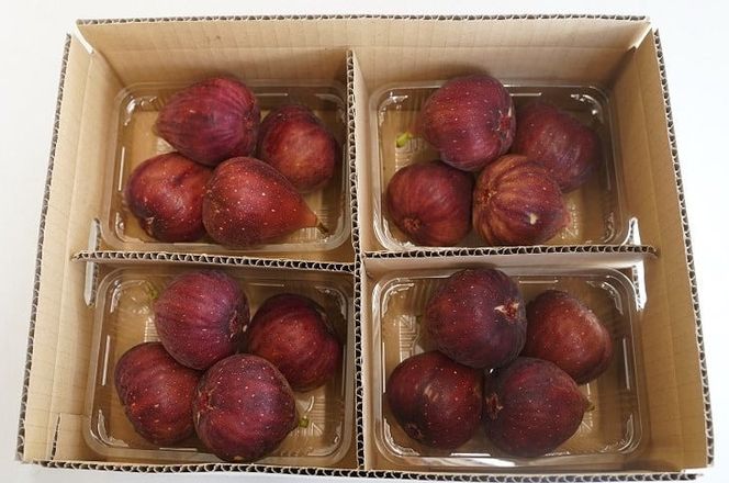 【ハウス栽培】朝もぎ フレッシュな完熟いちじく 碧南市 にいみ農園 フルーツ いちじく トマト農家 H031-006