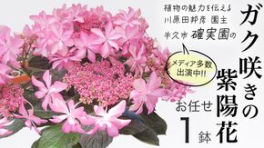 ≪先行予約≫アジサイ ガク咲き 【 おまかせ 1点 】【2026年4月上旬頃より発送開始】 植物 花 インテリア フラワー 紫陽花 お花 園芸 初夏 梅雨 ガーデニング [BG005us]
