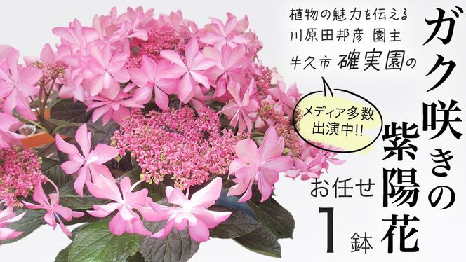 y錧vszs\AWTC KN炫 y ܂ 1_ zy2026N4{蔭Jnz A  CeA t[ z  |  ~J K[fjO [BG005us]
