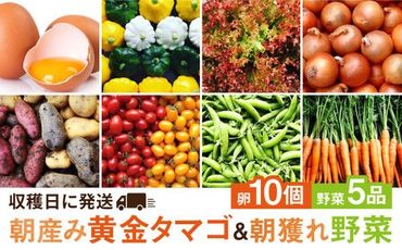 糸島の朝産み黄金タマゴ10個 朝どれ新鮮野菜5品 セット【福岡県糸島産】 糸島市 / オーガニックナガミツファーム 玉子 やさい [AGE046]