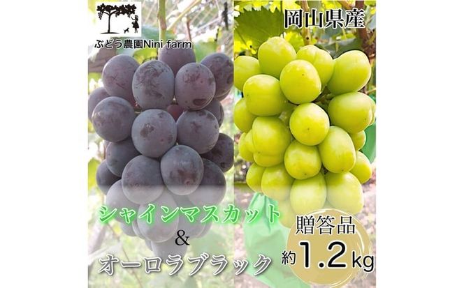ぶどう 2026年 先行予約 農家こだわりの シャイン マスカット ＆ オーロラブラック 2房 合計約1.2kg 贈答クラス 葡萄 岡山県産 国産 フルーツ 果物 ギフト 【 Nini farm 農家 直送 】 [№5735-3485]