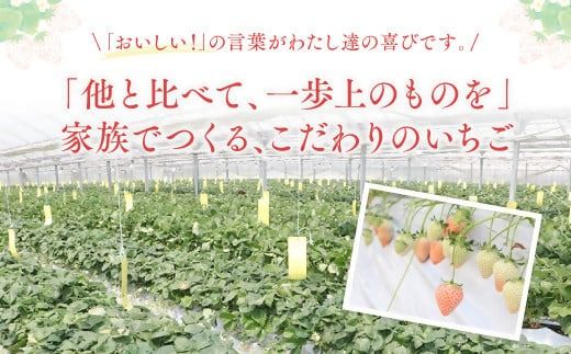 いちご 白いちご 淡雪 【先行予約】 (2パック入×1箱) いちご 苺 イチゴ 先行受付 ストロベリー 人気 ［C-01］