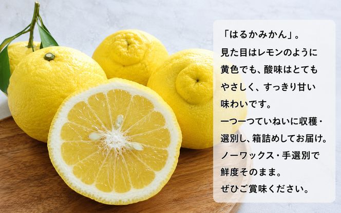 【先行予約】【人気柑橘】特撰はるか みかん約3kg+200g(傷み補償分) ※2027年1月下旬～3月下旬に順次発送予定 ※着日指定不可【ard249A】