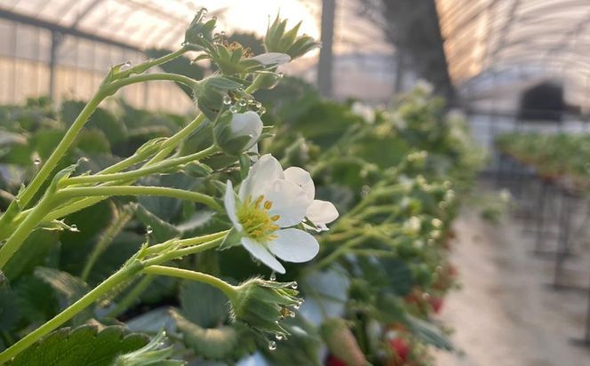 先行予約・数量限定！ 採れたて完熟いちご【かおり野・よつぼし・ベリーポップすず・恋みのり】 9粒～20粒×2箱 232238_CK01-PR