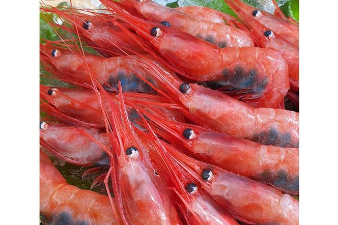 産地直送 ナンバンエビ 約1kg！ ぷりっぷりでとろける甘さ お刺身や海鮮丼に 秋田県 男鹿市 萬漁水産 [産地直送]|23_mgs-051001