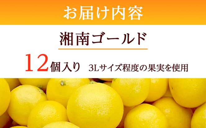 〈超希少商品〉神奈川生まれの柑橘 ハウス栽培の湘南ゴールド＜出荷開始：２０２６年２月１５日出荷開始～２０２６年３月１０日出荷終了＞【フルーツ オレンジ 果物 柑橘 贈答用 家庭用 自宅用  神奈川県小田原市】 142069_GPA001