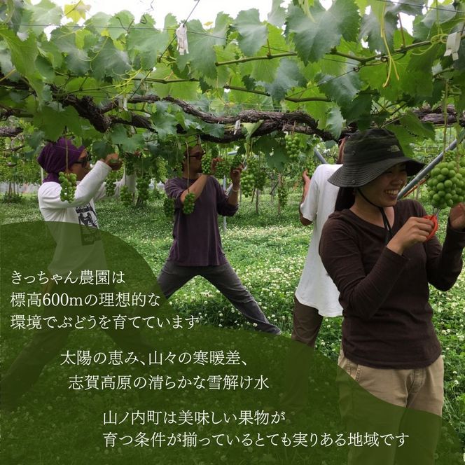 【2026年9月～発送】種あり巨峰 約2kg 安心安全 こだわりの栽培方法 除草剤不使用 栽培期間中 ネオニコチノイド系農薬不使用 化学合成肥料不使用 