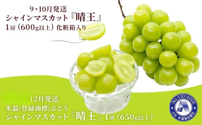 ぶどう 2026年 先行予約 3回お届け！  晴れの国 岡山の シャイン マスカット  晴王 ×3回！(各1房)  葡萄  岡山県産 国産 フルーツ 果物 ギフト 食後 高級ぶどう 大粒 種なし 甘みが強い 皮ごと 