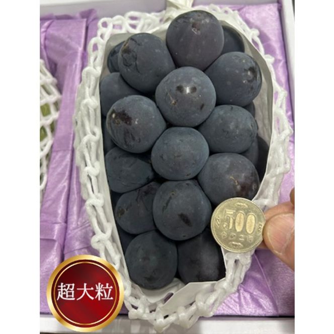 ぶどう 2026年 先行予約 ぼっけえ大粒ニューピオーネ1房(800g以上) 化粧箱入り ブドウ 葡萄 岡山県産 国産 フルーツ 果物 ギフト [№5735-2007]