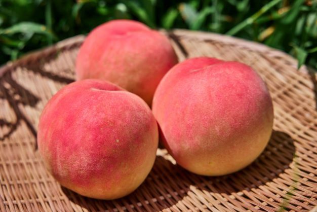 ＜26年発送先行予約＞【訳あり】河口湖で初の桃栽培！オリジナルブランド富士桃『訳あり』(約２キロ) FAH009