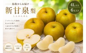 【先行予約】鳥取県産 新甘泉 梨 4Lサイズ 6玉 大玉  しんかんせん なし フルーツ 果物 鳥取オリジナル 312011_GN004