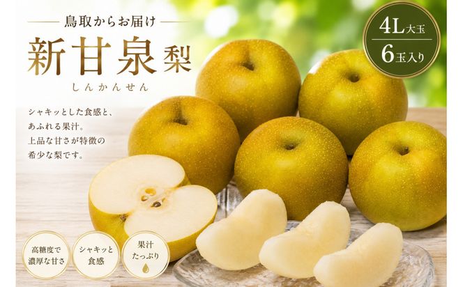 【先行予約】鳥取県産 新甘泉 梨 4Lサイズ 6玉 大玉  しんかんせん なし フルーツ 果物 鳥取オリジナル 312011_GN004