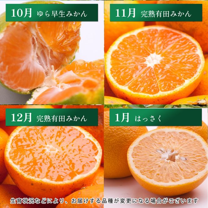 厳選 柑橘定期便S（毎月）全12回［IKE285］ 303446_BB90194