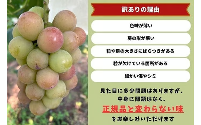 【2026年先行予約】ぶどう岡山県産 【訳あり】 悟紅玉800g以上（2房）産地直送 朝採れ / ぶどう 葡萄 ブドウ 先行予約 くだもの フルーツ 真庭市【kgftmt019-02】