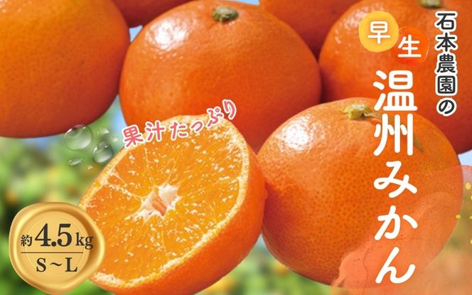 みかん S-L サイズいずれか 石本農園の早生温州みかん約4.5kg【11月下旬から12月末頃までに順次発送】/ みかん ミカン 蜜柑 早生 温州【mis001B】