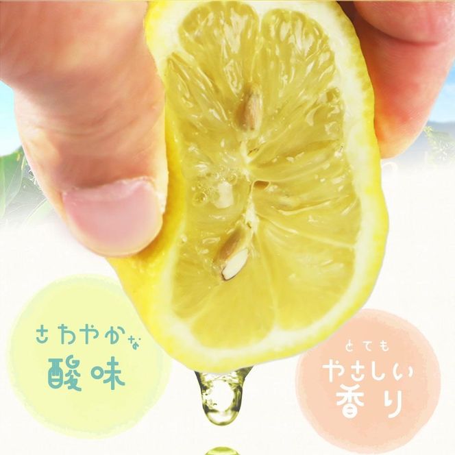 秀品 紀州有田産レモン 2.5kg［2027年3月上旬以降発送］［先行予約］AN046