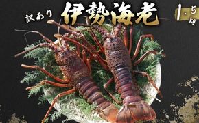 活 伊勢海老 訳あり 1.5kg(5匹＋タビエビ) 冷蔵 – 活き伊勢海老 訳あり 室戸産 国産 エビ えび 海鮮 魚介 産地直送 プリプリ 味噌汁 刺身 焼き物 汁物 室戸海洋深層水 黒潮 高知県 室戸市