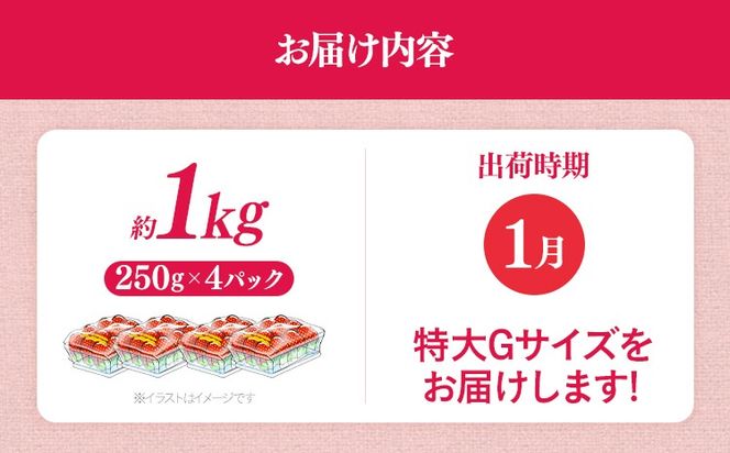 福岡県産 あまおう 1000g （250g×4パック） いちご 1月中発送 いちご 苺 フルーツ 果物 くだもの 大粒Gサイズ グランデ 農家直送 大粒 不揃い 福岡県 福岡 九州 グルメ お取り寄せ