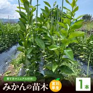 ZE6475_苗木 みかん 2年生【宮川早生】 1本セット【果樹 柑橘類 苗物】