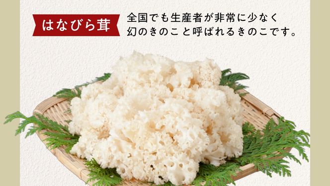 きのこ の 詰め合わせ Lサイズ( 約2kg ) （茨城県共通返礼品：城里町） キノコ セット 野菜 低カロリー ダイエット デトックス バラエティ セット 新鮮 [DY003us]