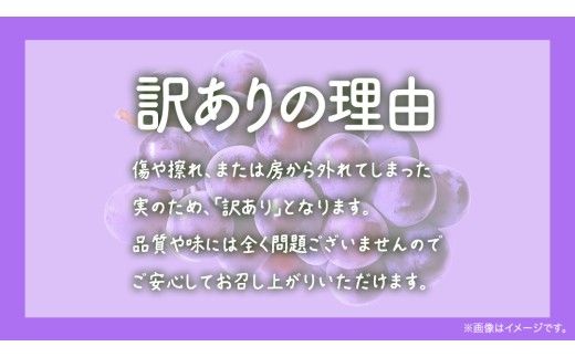 【 訳あり 】 ピオーネ 3kg 【2026年9月発送開始】(茨城県共通返礼品：大子町) ブドウ ぶどう 葡萄 ピオーネ 果物 フルーツ 果実 ワケあり ご自宅用 ご家庭用 自分用