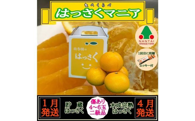 1月・4月 全2回 定期便 はっさく マニア 貯蔵 ＆ 木成完熟 傷あり 二級品 4 ～ 6玉 手さげ箱 和歌山 有田 南泰園   BS184