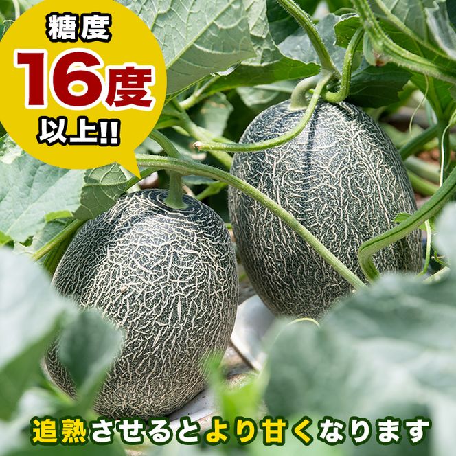 ＜先行予約受付中！2026年6月以降順次発送予定＞鹿児島県産！南国グリーンメロン(LAサイズ×3個) メロン めろん 果物 スイーツ デザート フルーツ【あくね旬の店いきいき館】akn015-16