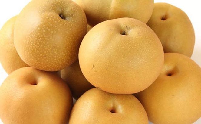 [厳選・産直]有田産の梨(幸水)約4kg★2026年8月頃より順次発送  	BZ002