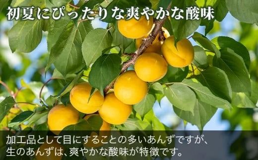 旬の生あんず 小玉 約1.4kg 700gパック×2 [おぶせファーマーズ] 数量限定 期間限定 杏アンズ 果物 フルーツ 長野県産 信州産 令和6年産【2025年6月下旬～発送】［F-45］