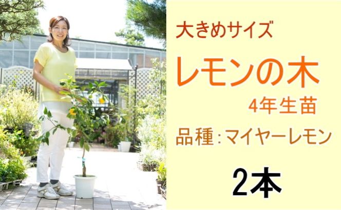 鉢植え レモンの木 大きめサイズ 4年生 苗 2本 配送不可 北海道 沖縄 離島 苗木 れもん 檸檬 