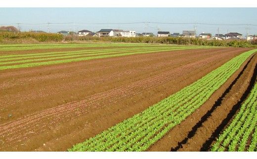 【 定期便 年4回お届け！】四季の 有機野菜 色とりどりセット  野菜 野菜セット 詰め合わせ 有機 無農薬 JAS認定 無化学肥料 おまかせ 野菜スティック レインボーフューチャー [AL001ci]