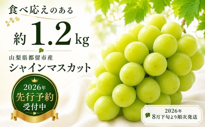 【2026年 先行予約】山梨県産　シャインマスカット 約1.2kg (２房～3房)　FB003|山梨 フルーツ シャイン シャインマスカット ぶどう 葡萄
