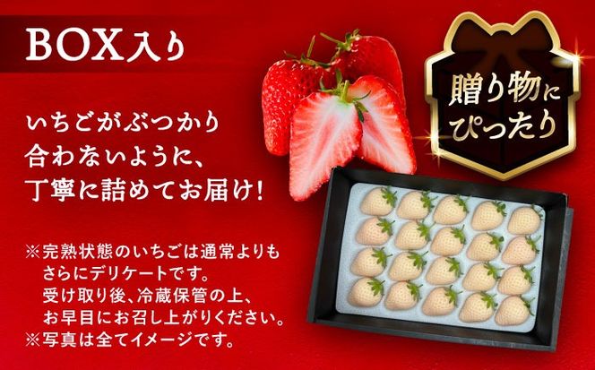 【先行予約】 ＼毎年1月より順次発送／ 白いちご　White Fairy 20粒 果物 いちご フルーツ 愛西市 / くぼ苺農園 【配達不可：北海道・沖縄・離島】[AECJ017]