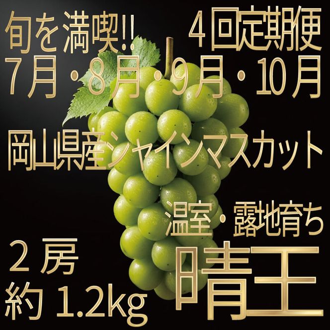 [HS]【定期便全4回】ぶどう先行予約7月・8月・9月・10月発送温室シャインマスカット晴王2房（合計約1.2kg）ブドウ 葡萄  岡山県産 国産 フルーツ 果物 ギフト デザート 食後 酸味が少ない 産地直送