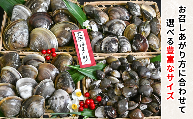 岬だよりの＜個包装＞大粒!天然はまぐり(特特大サイズ)170g前後×5個入り