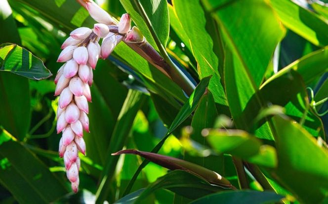 Natural Essence TAMANU 沖縄県産タマヌインフューズドオイル 月桃 10ml (約30日分) 美容オイル 美容液 スキンケア 保湿 化粧品 沖縄市 / 株式会社すまエコ[BCBJ005]