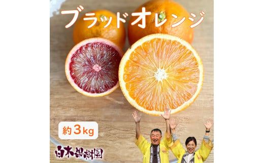 【先行予約】ブラッドオレンジ　約3kg　〈2027年2月中旬～3月中旬頃発送〉  / 果物　柑橘　フルーツ　オレンジ　高知県土佐市　お取り寄せ 産地直送　おいしい 美味しい　白木果樹園【白木果樹園】 [BQAI042]