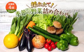 とれたて 野菜 パック 定期便 4回 2ヶ月おき 季節の野菜 セット 詰め合わせ 8品前後 野菜セット 野菜詰め合わせ ジャガイモ 人参 大根 小松菜 白ネギ グリーンリーフ チンゲン菜 椎茸 トマト 水菜 葉ネギ 人気 厳選 静岡県