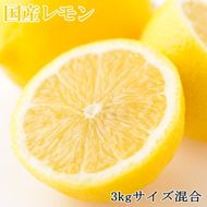 【産直】和歌山産レモン約3kg（サイズ混合）
※2026年3月中旬～5月中旬頃に順次発送予定