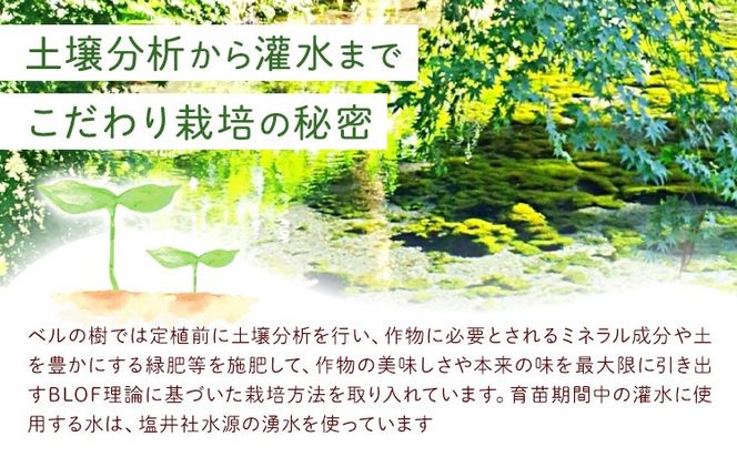 有機JAS認定 オーガニック さつまいも 選べる 5kg 10kg 農園ベルの樹《12月上旬-3月下旬頃出荷》熊本県 南阿蘇村 さつまいも オーガニック 有機栽培 薩摩芋---sms_blkost_ak123_r7_11500_5kg---
