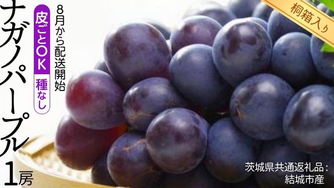 【 桐箱入り 】 ナガノパープル 1房 【2026年8月から発送開始】（茨城県共通返礼品 [ぶどう]：結城市産） 果物 フルーツ マスカット ぶどう ギフト 贈答 プレゼント 桐箱 [BI338-NT]