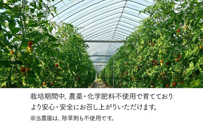 北海道 仁木町産 高糖度 ミニトマトジュース 1L×12本 [エコスイートレモン(新品種)] 無塩・無糖・保存料無添加 栽培期間中農薬・化学肥料・除草剤不使用【2025年産】 [Farm Watanabe]