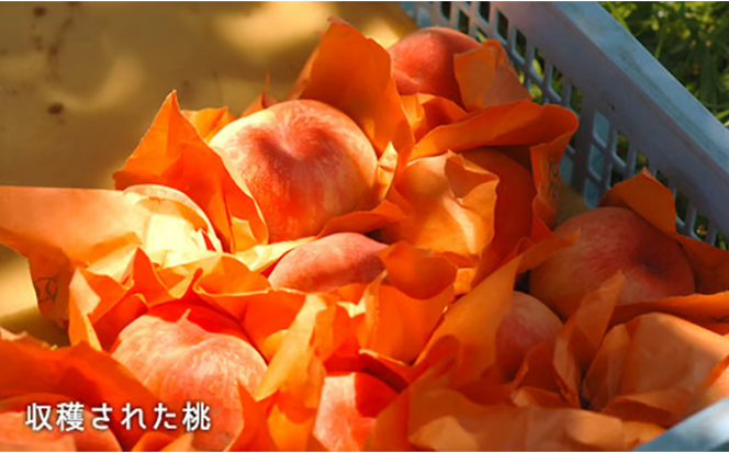 桃 2026年 先行予約 白桃 晩生種 約1.3kg 5～6玉 もも モモ 岡山県産 国産 フルーツ 果物 ギフト