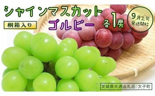 [ふるプレ限定品][桐箱入り] シャインマスカット & ゴルビー (各1房)[2026年9月上旬発送開始](茨城県共通返礼品:大子町) ぶどう 葡萄 マスカット フルーツ 果物 贈答用 ギフト 贈り物