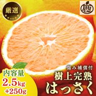 ＜4月より発送＞厳選 樹上完熟はっさく2.5kg+250g（傷み補償分）【有田の春みかん・五月八朔・さつきはっさく・木生りはっさく・きなりはっさく】【光センサー選別】
