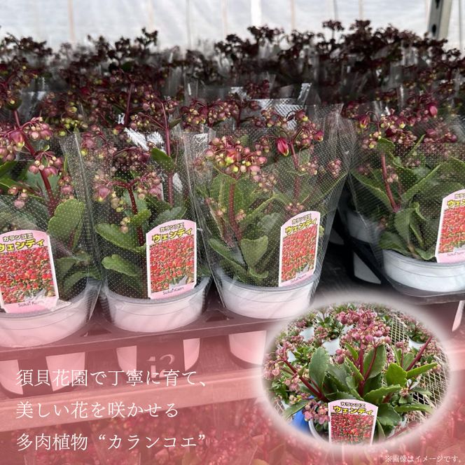 【2026年2月より順次発送】須貝花園 カランコエ 2鉢(5号鉢)｜カランコエ 花 多肉植物 季節の花 須貝花園 先行予約 茨城県 行方市(C-15)