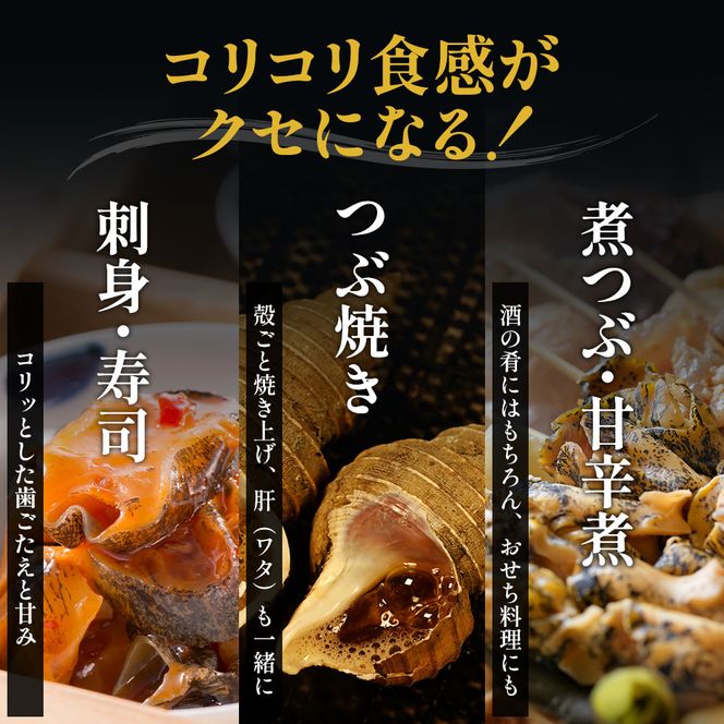 先行受付 北海道 厚岸産 殻灯台 つぶ 2kg（1kg×2パック） 魚介類 海の幸 海産物 海鮮 貝 つぶ貝 希少 下処理不要 刺身 塩茹で お酒のあて つまみ 国産 北海道産 