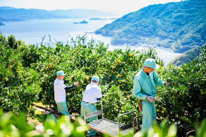 yQɕzyQɕYzžb݁IÂăW[V[Ȃ݂ Q̋P 3kgi2025N11{菇j IKTE005